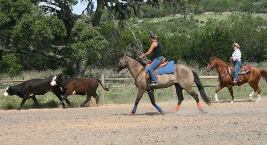 Texas Cattle Working Clinic