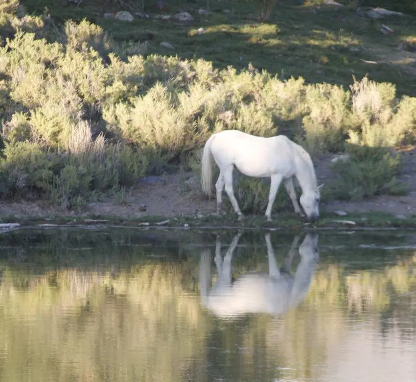 Soak in the serenity of Wyoming while on the Bitterroot ranch vacation