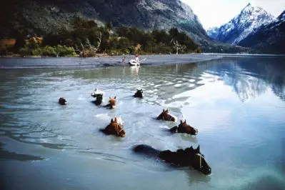Criollo horses in Chilean Patagonia Glacial river crossing