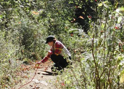 Mexico's Great Monarch Migration Mexico ride with butterflies