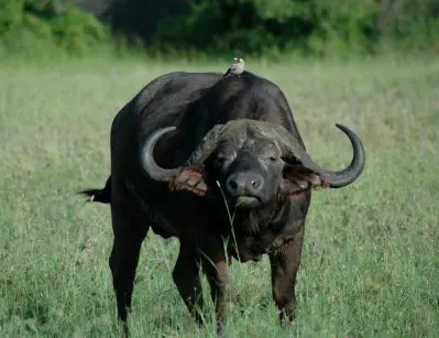 African wildlife ride