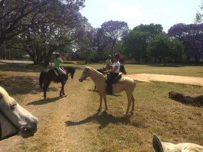 Surrounded by jacaranda trees on a morning ride