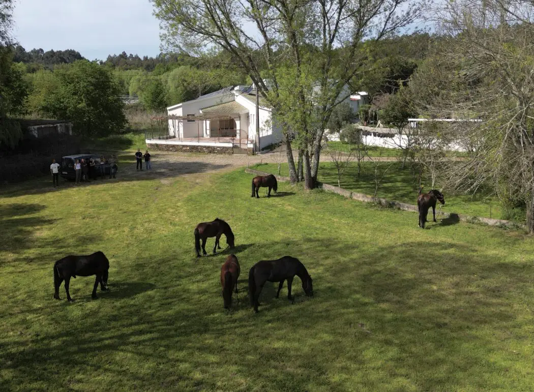 Galician horses grazing after a day on the trail