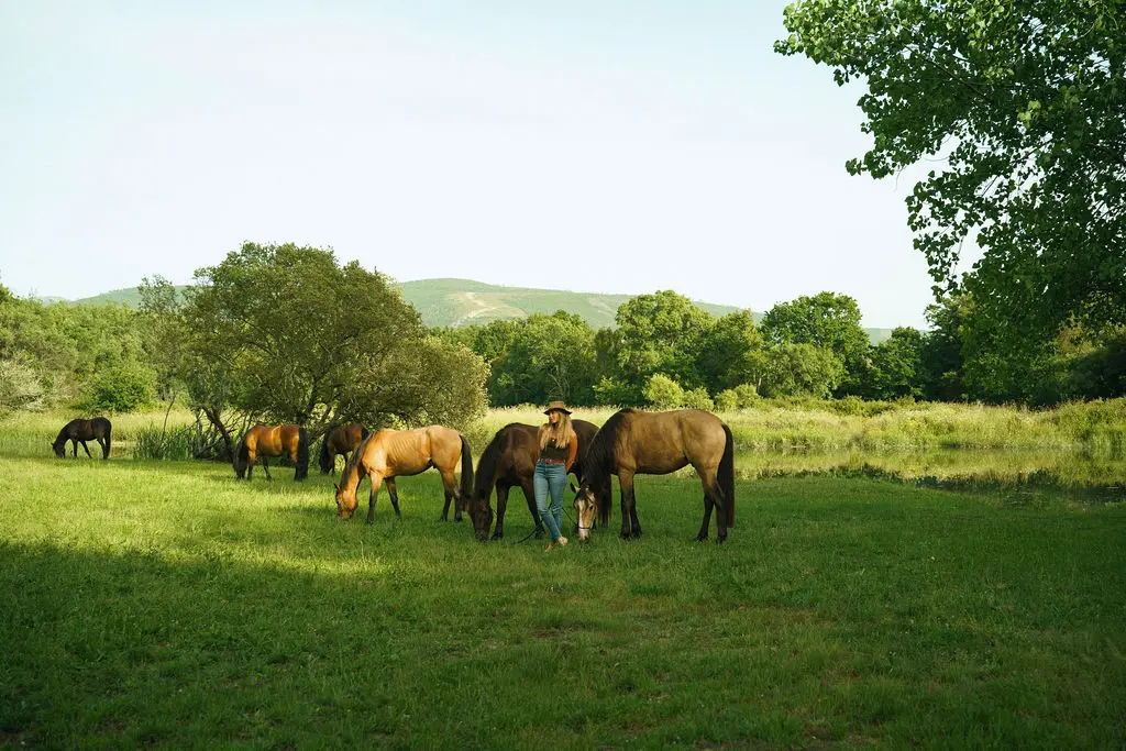 Galician horses grazing in a mountain meadow overnight