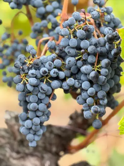 Clusters of ripe Malbec grapes on the vine in a vineyard in southwest France