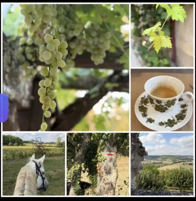 A collage of delights from this French riding trip