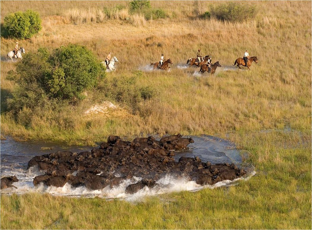 Safari Ride in Botswana