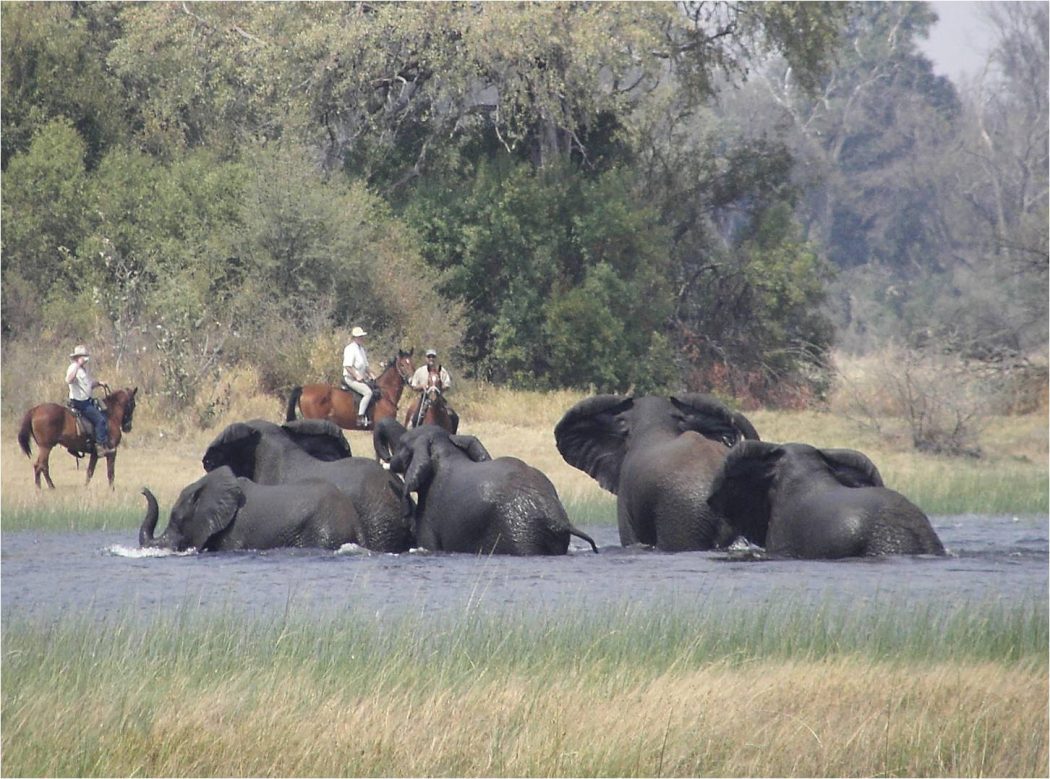 Safari Ride in Botswana