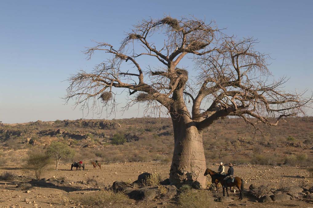 See the characteris baobab trees on the Tuli horse safari in Botswana
