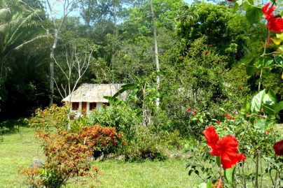 Mayan Jungle Ride- enjoy tropical paradise while horseback riding in Belize