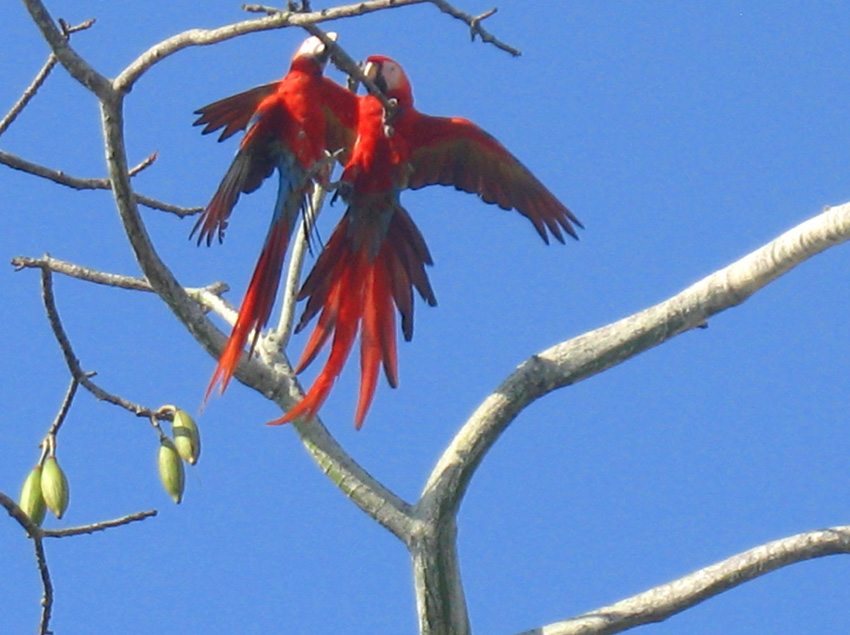 Odyssey- see wild life on your Costa Rica riding vacation