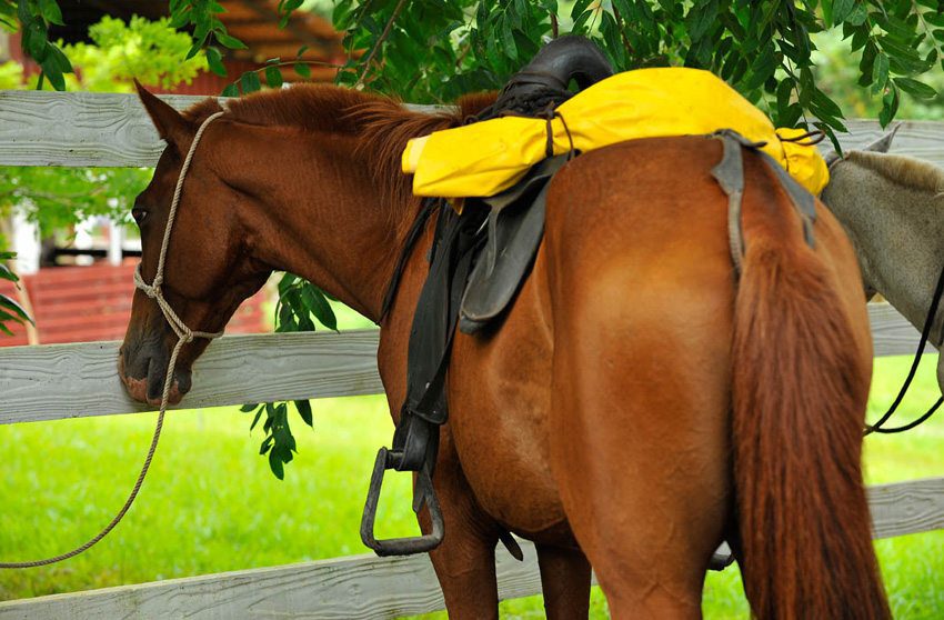 Rainforest Adventure nature riding in Costa Rica, explore the jungle