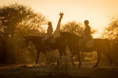 safari botswana cheval