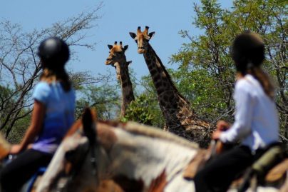 horse riding tour guide