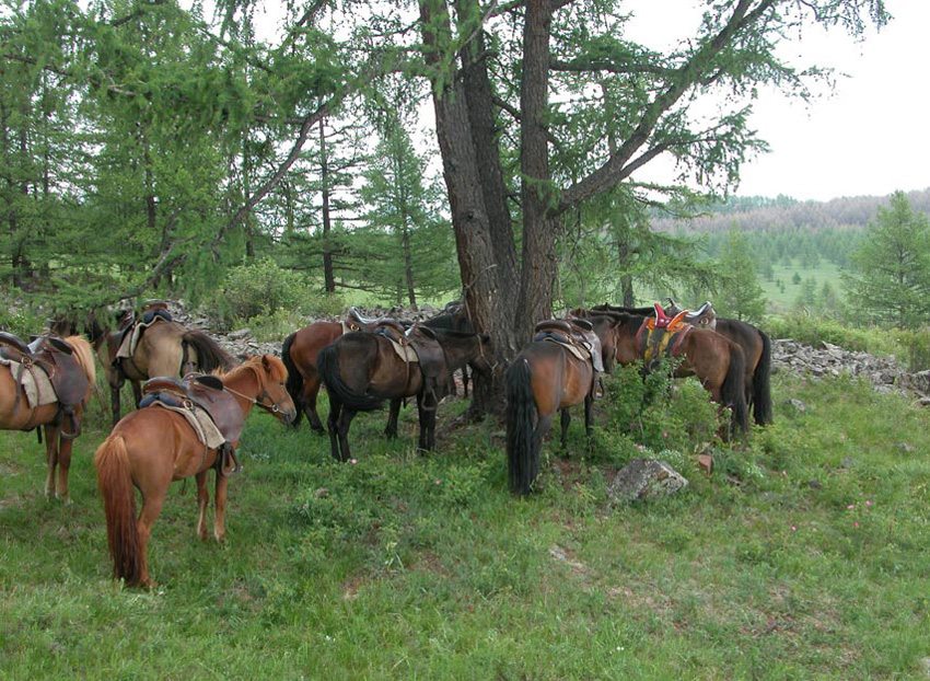 Travel with your horse companions during the Reindeer horseback riding trip in Mongolia