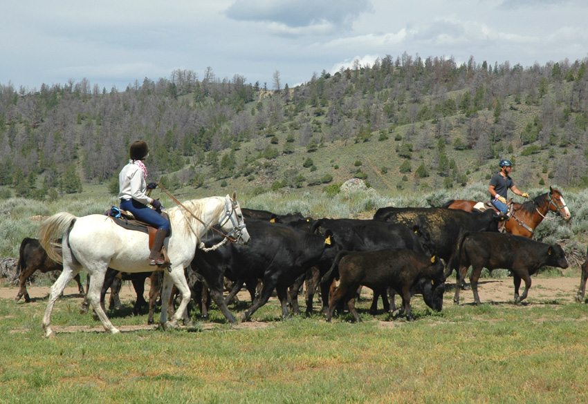 Do satisfying cowboy work on the Bitterroot Ranch cattle drive vacation in Wyoming