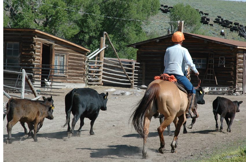 Bring the cattle home to the ranch on the Bitterroot drive in Wyoming