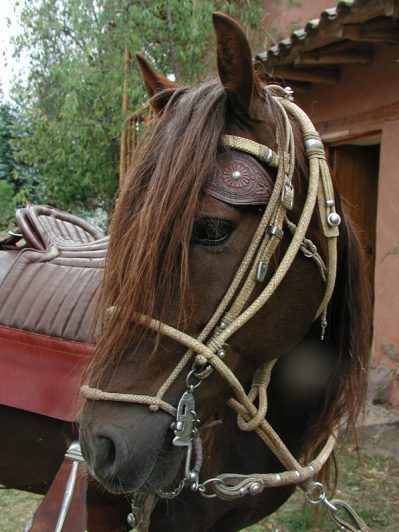 Peruvian Paso