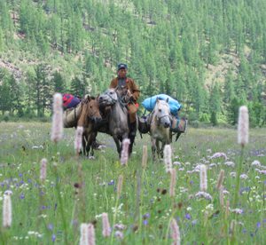 horseflowers