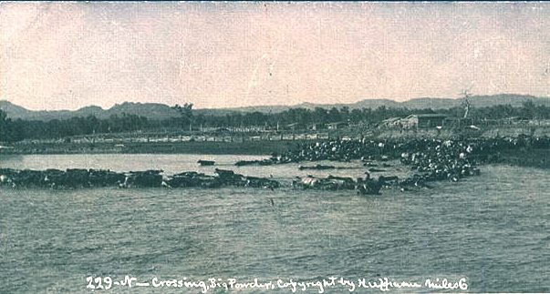 An N Bar herd crossing Powder River, 1886 photo by Laton Alton Huffman Courtesy of Wyoming Tales and Trails