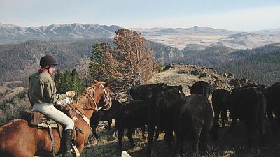 Rounding up cattle in the fall requires riders to go to some difficult places. Photo credit Don Pettingale