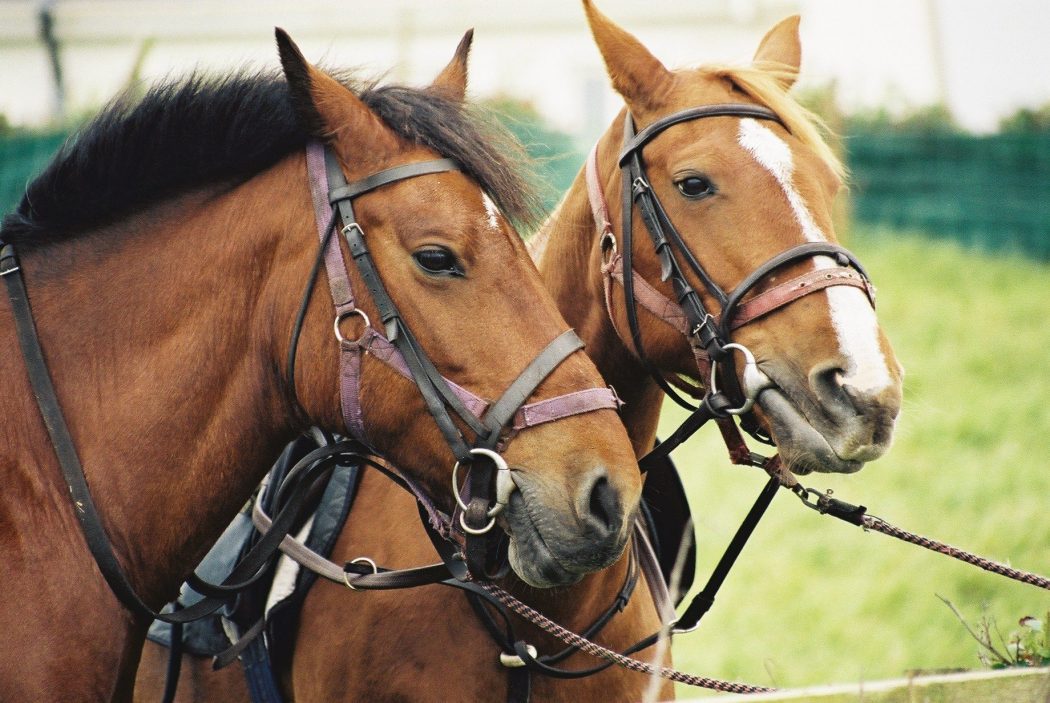 Equitours Dingle Peninsula trail