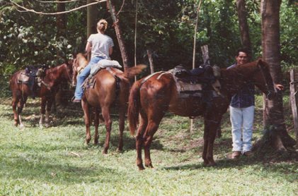 Belize Horses in shade