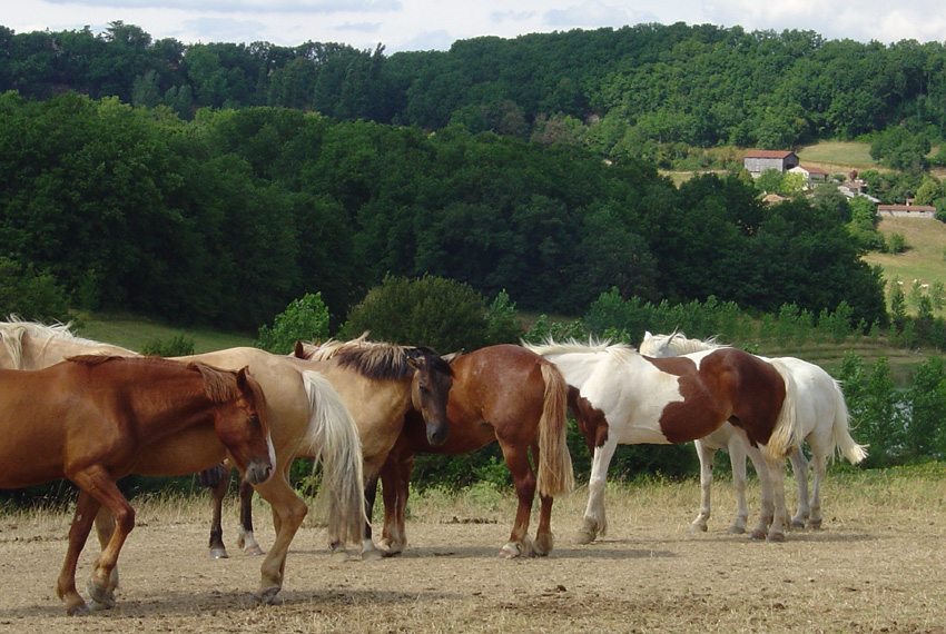 Have your choice of mounts on this equestrian holiday in France- Perigord