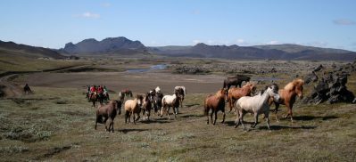 Toelting Icelandic horse herd Free running herd