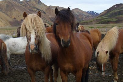 iceland horse trip