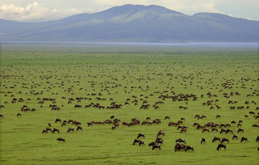 Serengeti & Migration Magic » Wildlife Safari