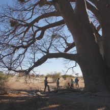 Bush ride history