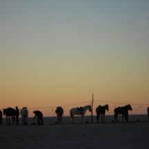 Bush ride sunset