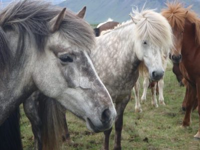 Iceland on horseback 3