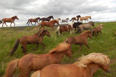 Ranch Horseback riding vacations 5