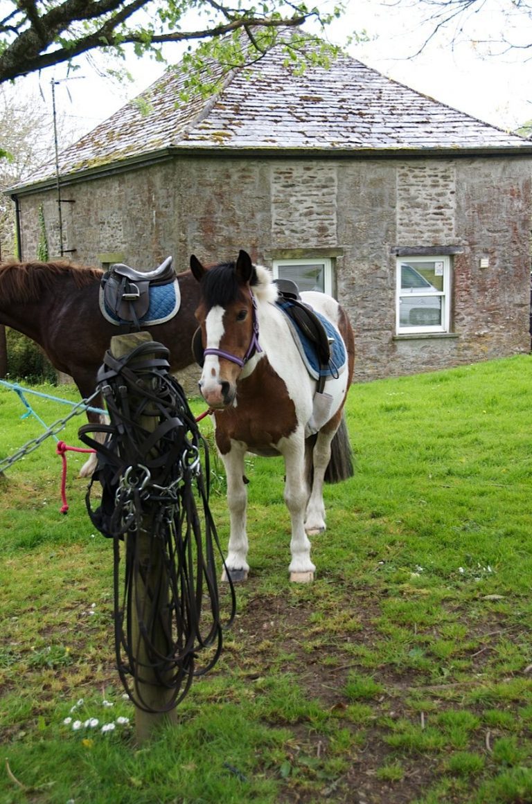 Discover Cornwall Horseback riding in England's Moors