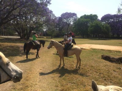 Surrounded by jacaranda trees on a morning ride