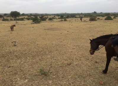 Hyena and Horse