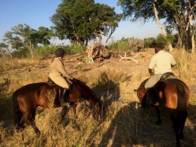 safari botswana cheval