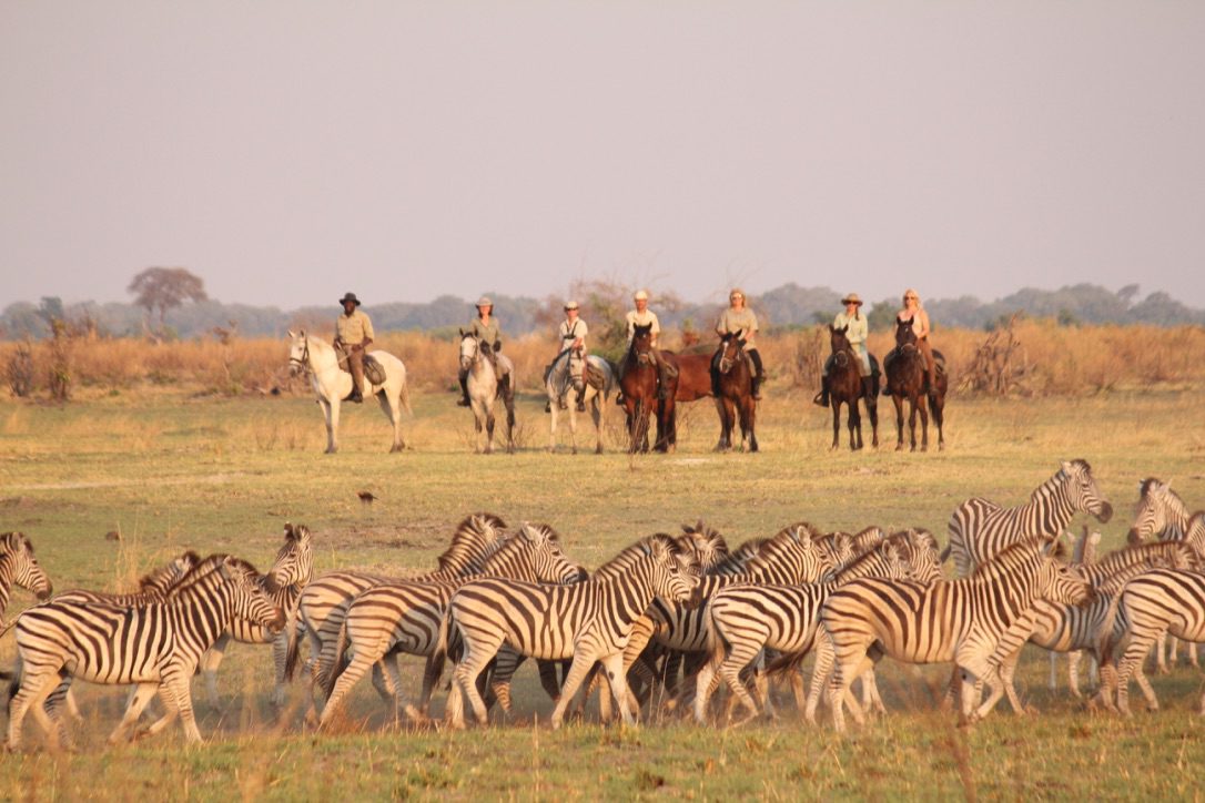 safari botswana cheval