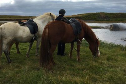 iceland horse trip