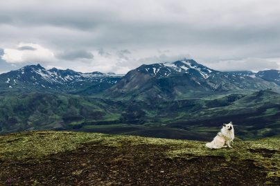 iceland horse trip