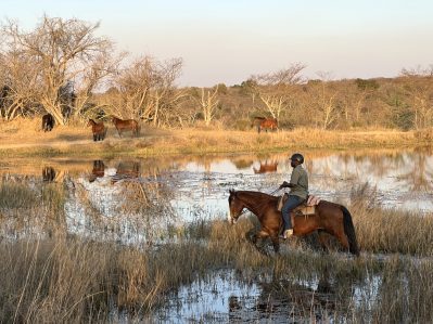 safari botswana cheval